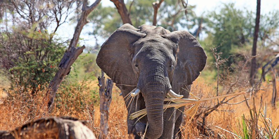 Des éléphants en Afrique du sud