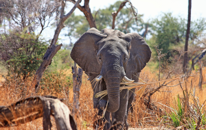 Des éléphants en Afrique du sud